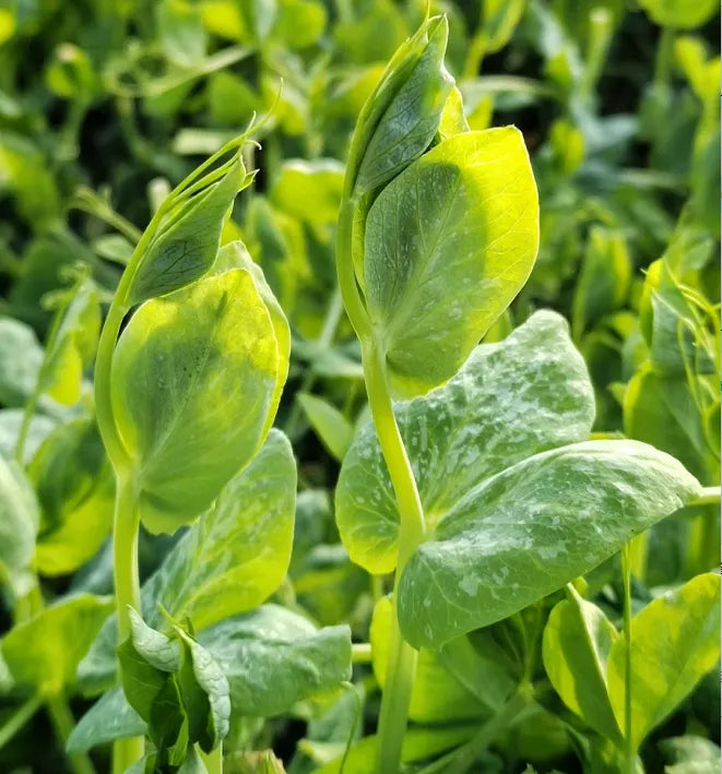 🌿Pea Shoots Microgreens Sprouting Seeds