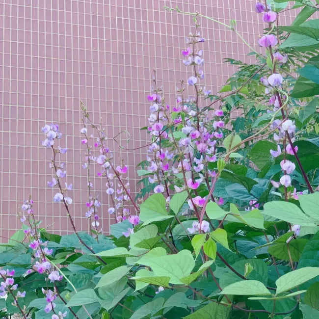 🫘Purple Gem Lentil