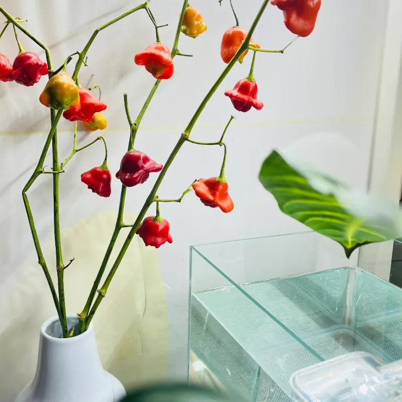 Chilli Pepper Bishops Crown Seeds (Capsicum baccatum)