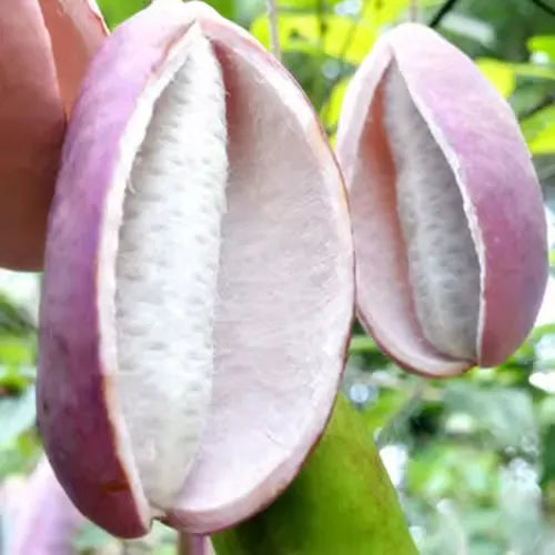 August Melon Fruit Seeds
