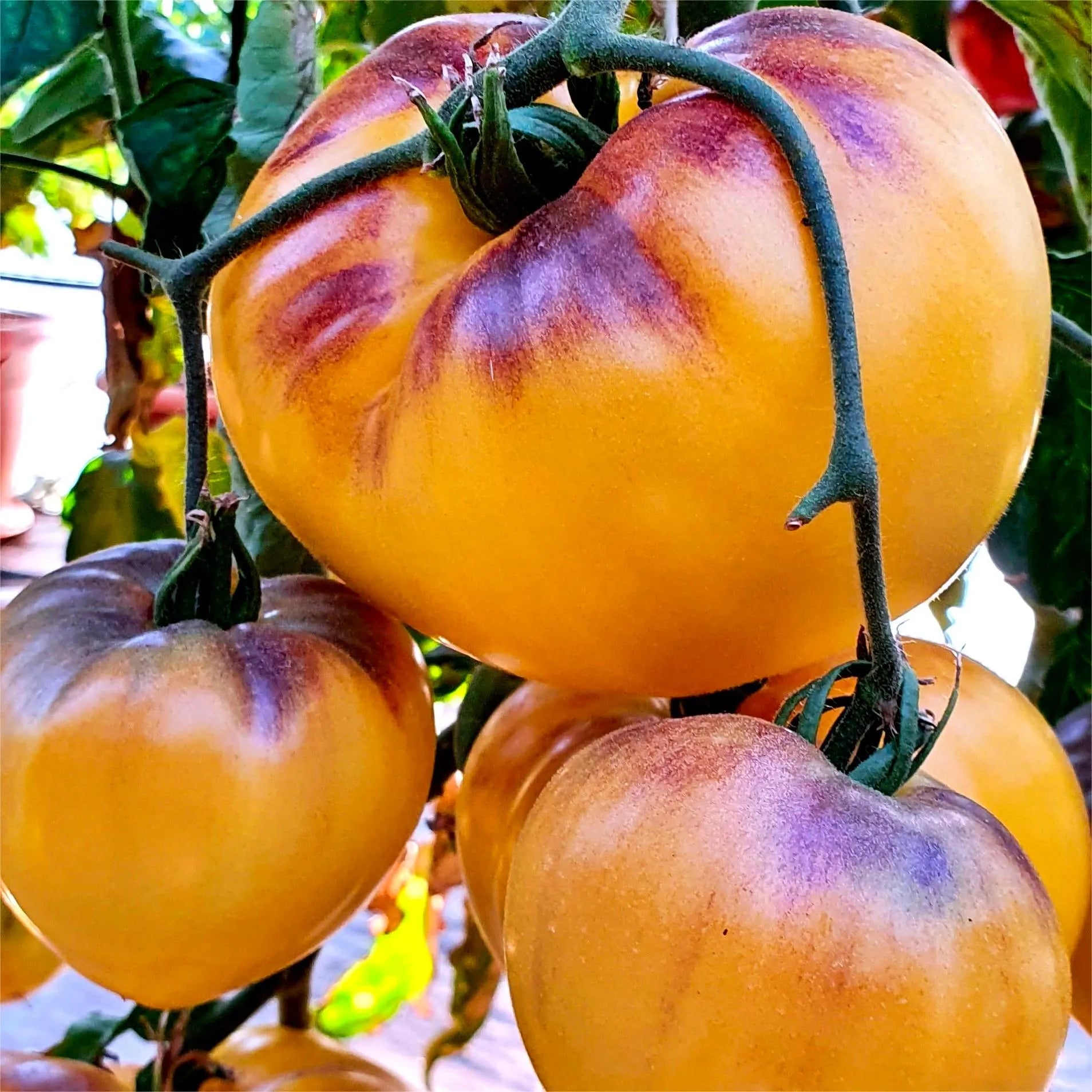 Sgt. Pepper's Tomatoes Seeds - Heirloom
