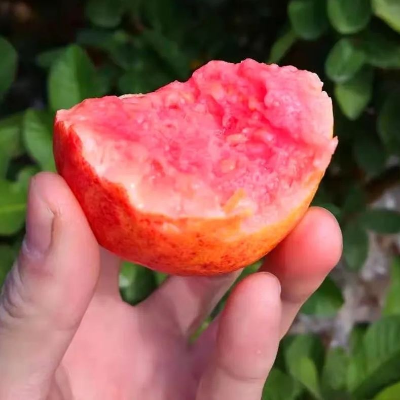 Guava Seeds--The Beauty Of Winter❄️