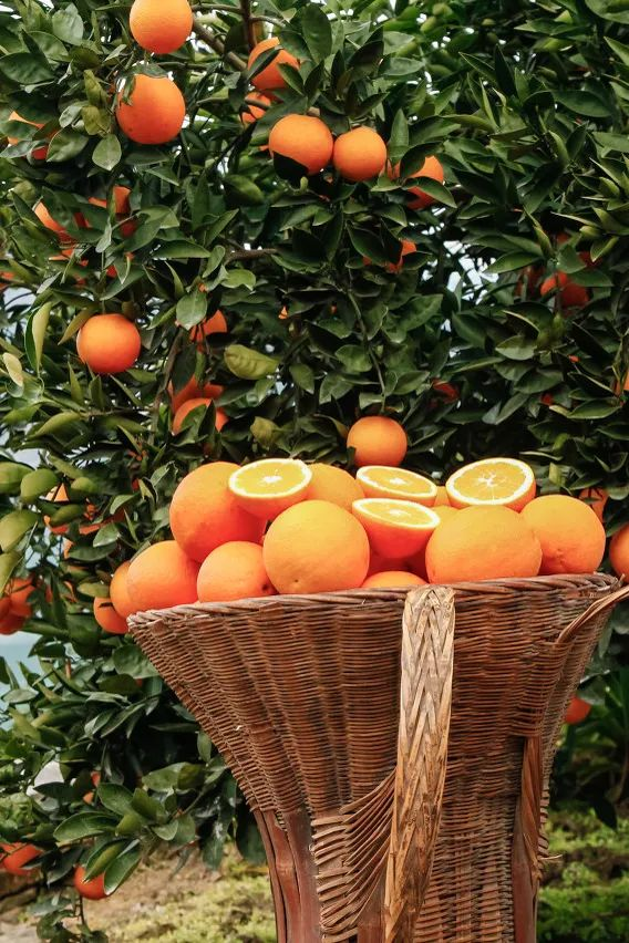 🍊Red Tangerine Seeds-Sweet. Juicy. Abundant Harvests