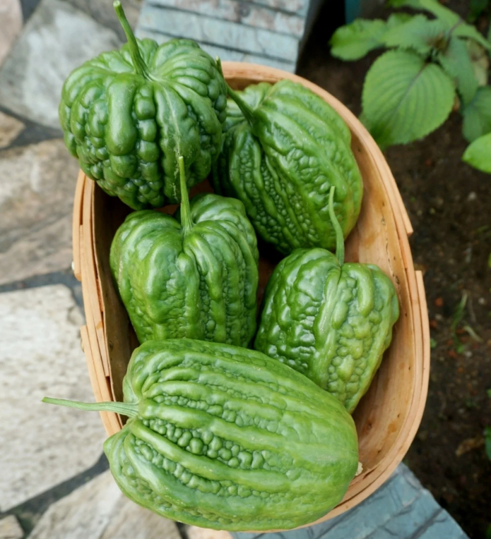 Apple Balsam Pear Seeds