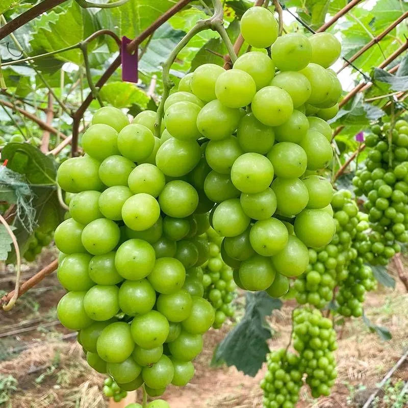 Shine Muscat Grapes Seeds