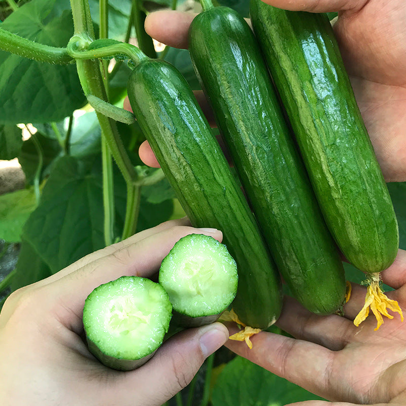 Thorn-less Mini Cucumber Seeds