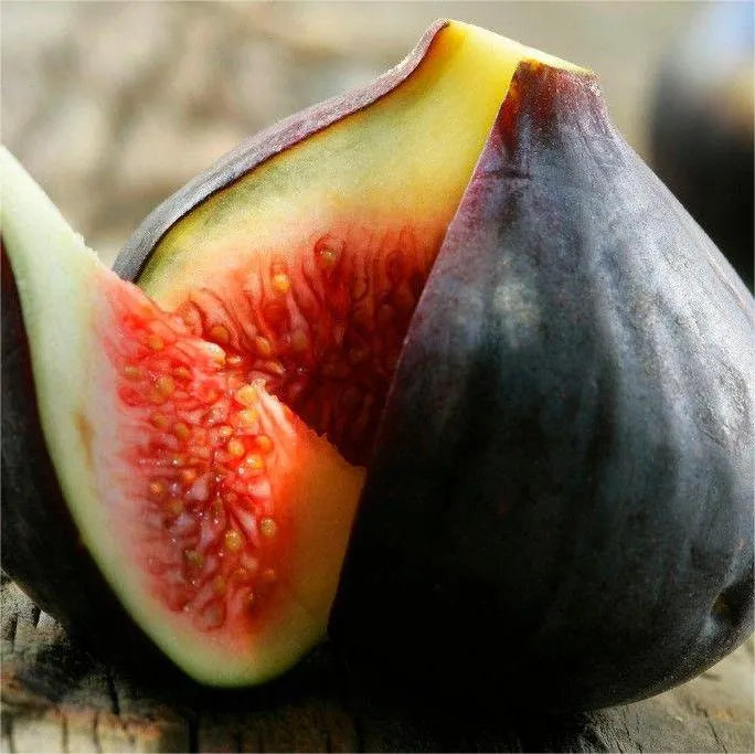 SweetHarvest Fig Seeds