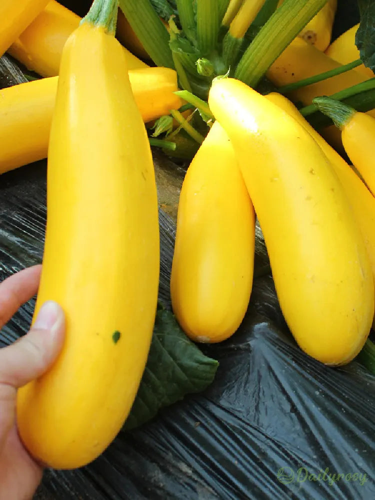 Banana Zucchini - Golden Zucchini🌿Can be planted in all seasons