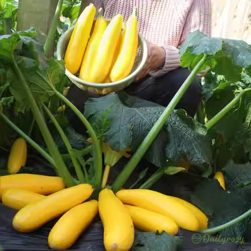 Banana Zucchini - Golden Zucchini🌿Can be planted in all seasons