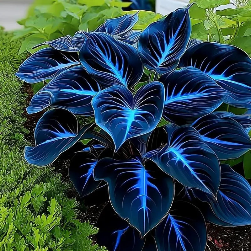 🌿 Rainbow Rare Hosta Flower Seeds🎁2025 Special Offer