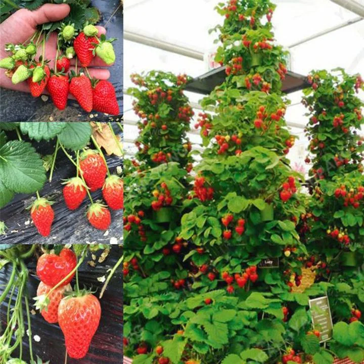 🍓 Peach-Smoked Strawberry Seeds