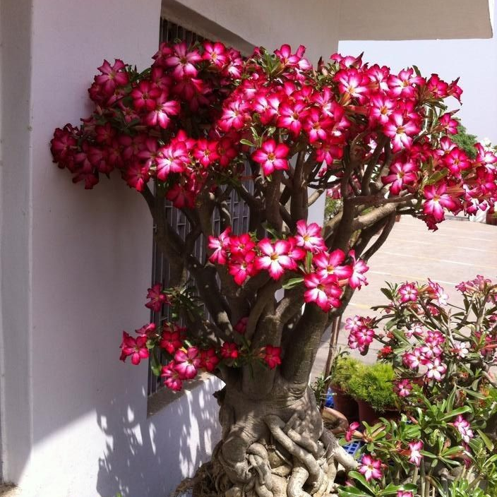 🎁Desert Rose Bulbs🌵Super easy care! 🌸 Adenium Obesum Bulbs
