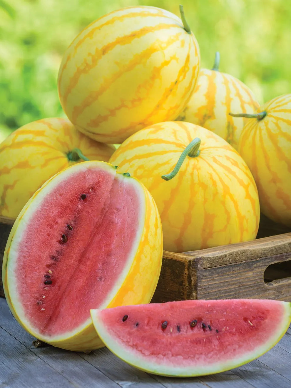 Watermelon. Red in Gold Hybrid. Golden Watermelons
