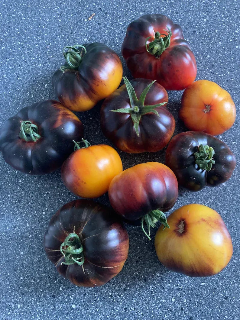 Lucid Gem Tomato Seeds Organic. Heirloom Tomatoes