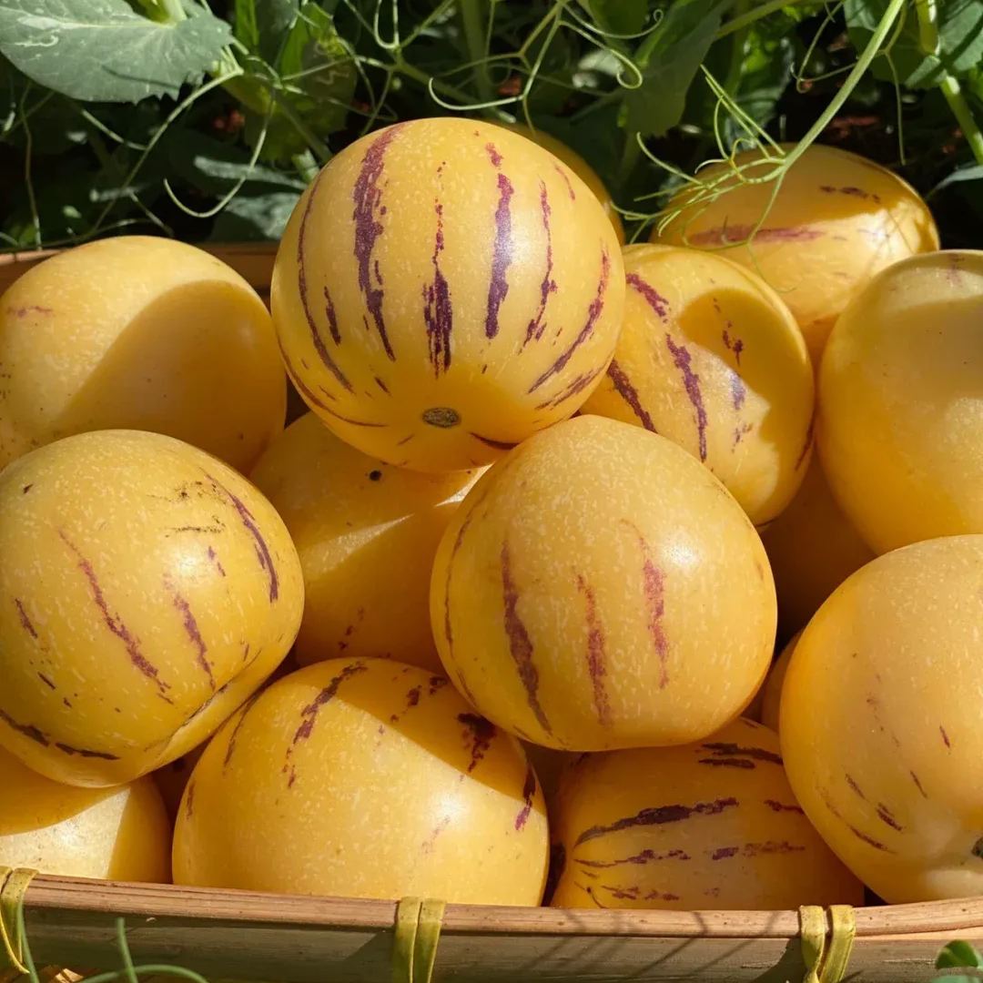 Pepino melon seeds. melon pear or sweet cucumber exotic fruit. ginseng fruit seeds