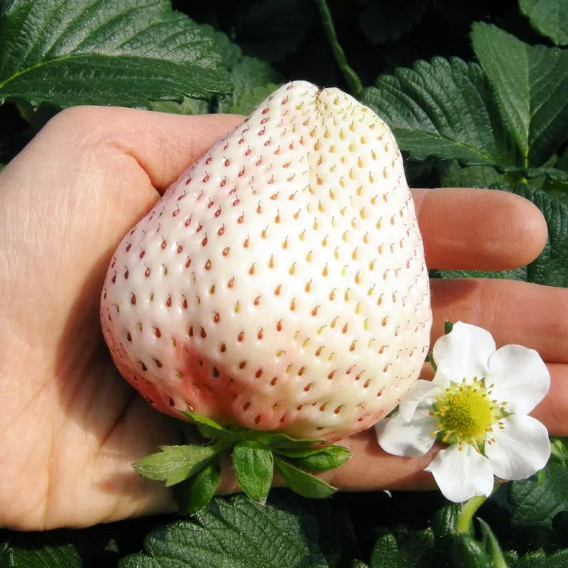🍓White Milk Strawberry Seeds(🪴Buy 3 Get 1 Free)