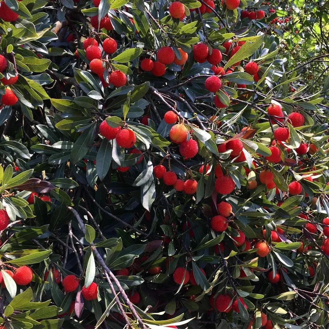 Guava Seeds--The Beauty Of Winter❄️