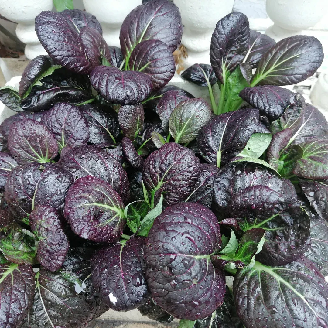 Purple Leaf Rape Seeds