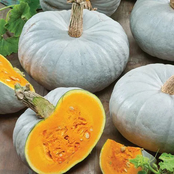 Blue Pumpkin Seeds