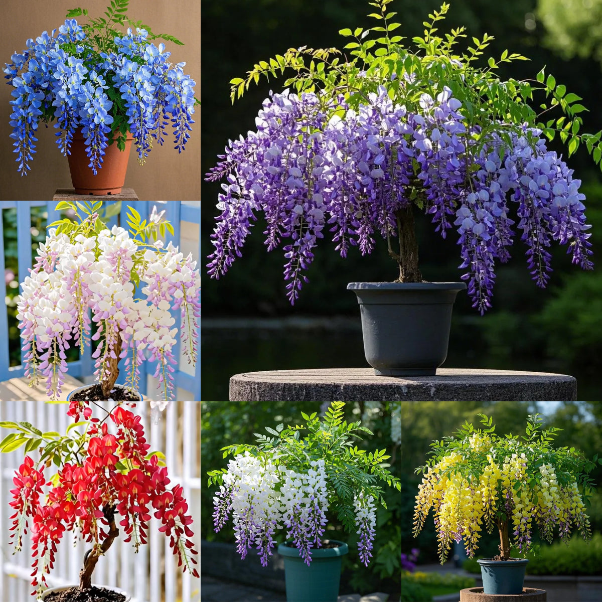 🇺🇸 Celebrate America's 250th with Red. White & Blue Wisteria Seeds 🌸