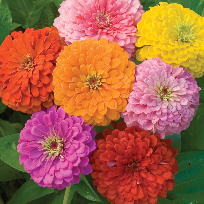 Zinnia Seeds (California Giant ) – 100% Pure Heirloom Flower Seeds