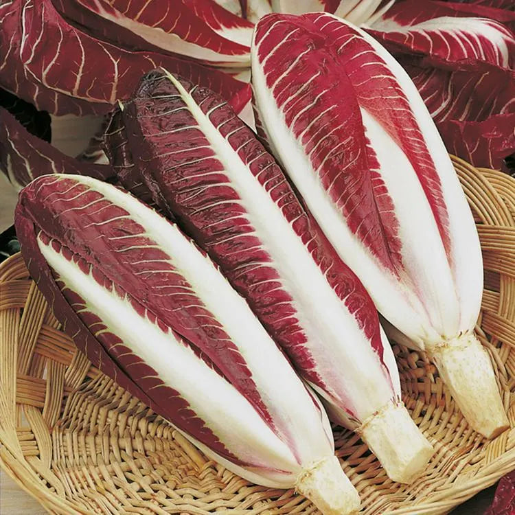 Golden Magnolia Seeds—The Prince of European Vegetables