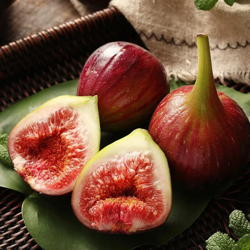 Fig Tree Seeds (Ficus carica). Sweet Fruit Shrub