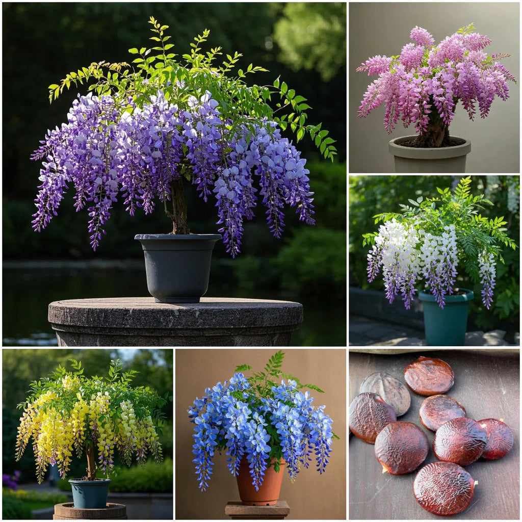 🇺🇸 Celebrate America's 250th with Red. White & Blue Wisteria Seeds 🌸