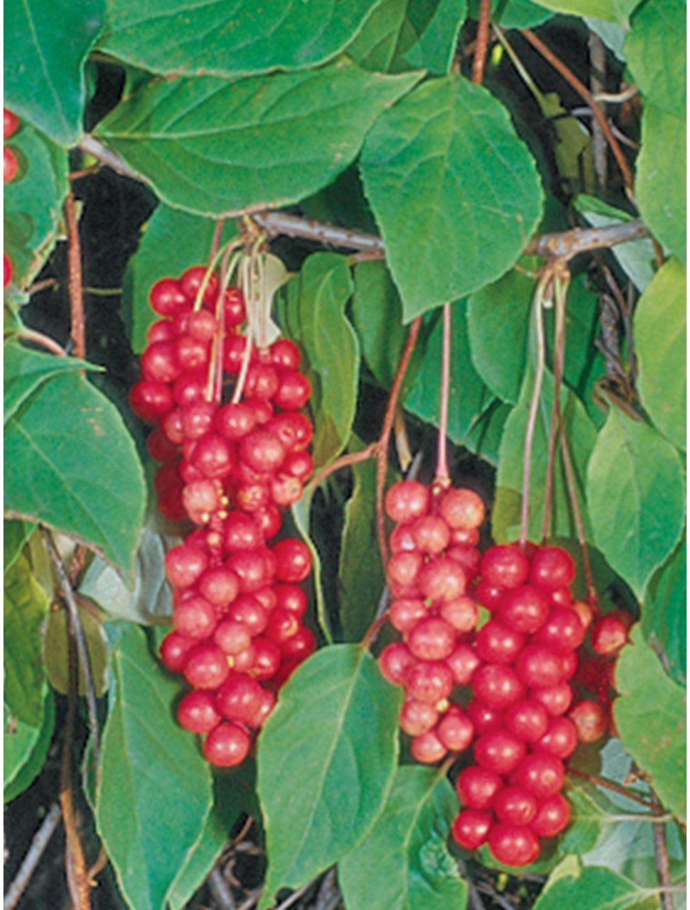 Schisandra Vine. Eastern Prince