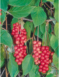Schisandra Vine. Eastern Prince