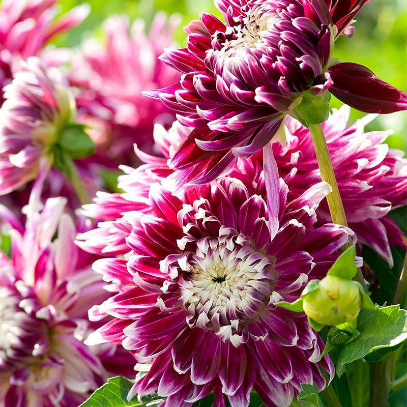 🌸Dinnerplate Dahlia Bulbs – Giant Show-Stopper Blooms