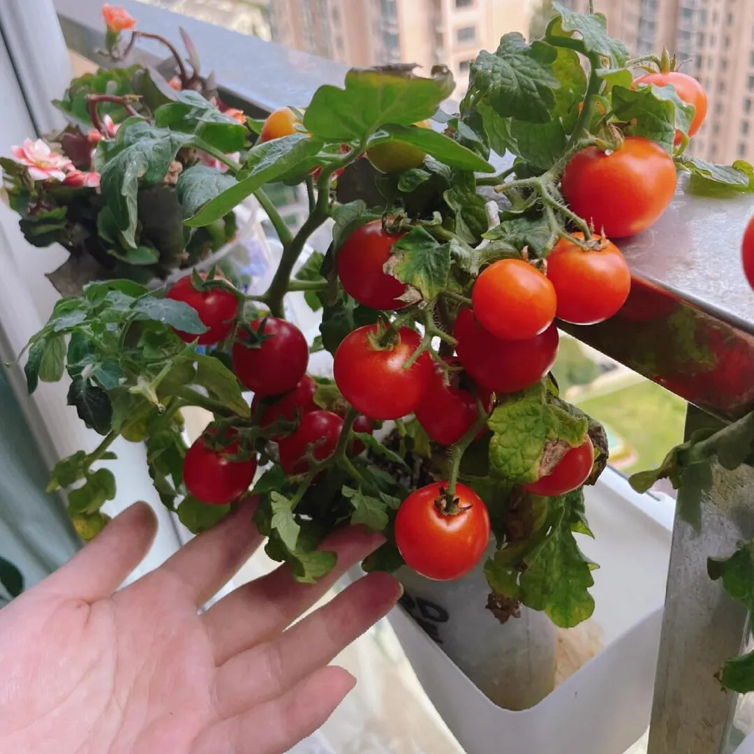 🍅🍅Potted Dwarf Tomato Seeds