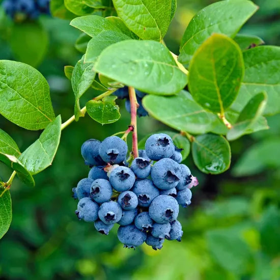 🫐 Sweet Ice Blueberry - Year-Round Harvest - Home Potted Plant - Balcony Backyard