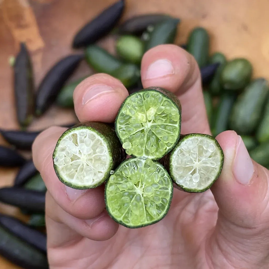 Finger Lime Seeds-Citrus Australasica