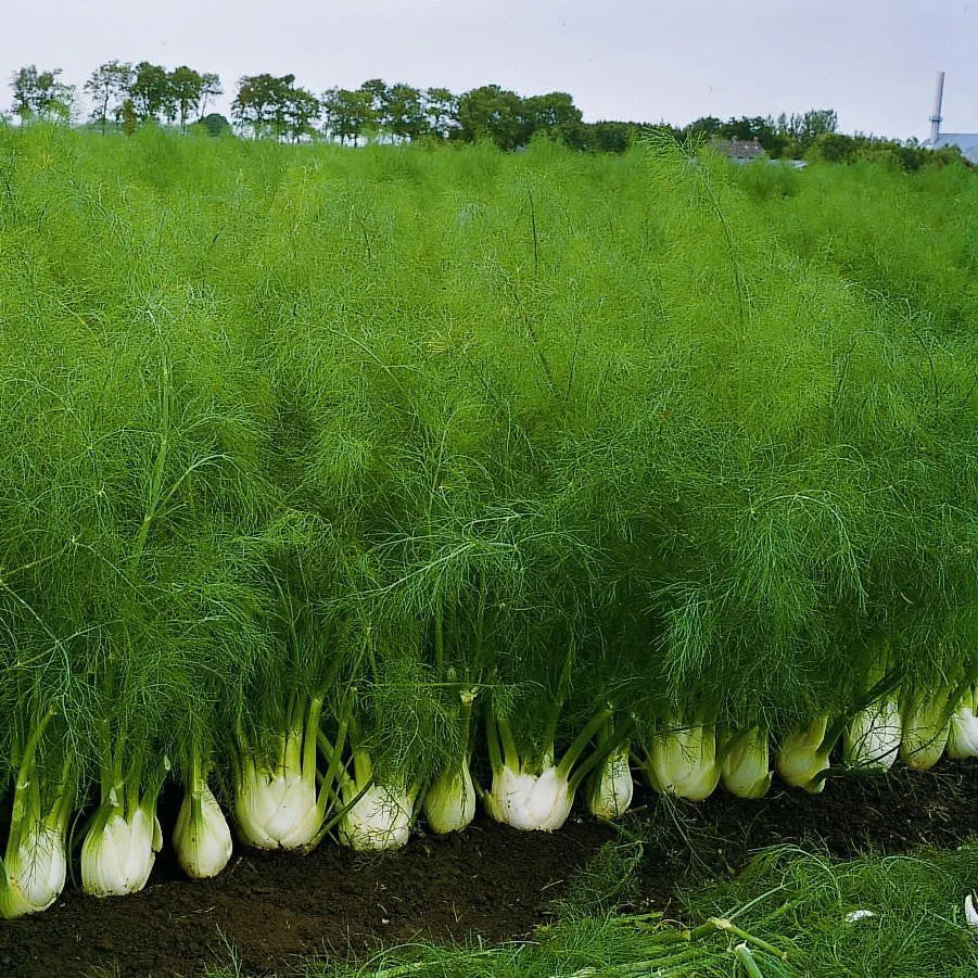 🌿✨ Bulbing Fennel Seeds – Flavorful. Fragrant. and Beautiful! 🍽️🌱