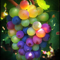 🌈 Rare Rainbow Grape Seeds Organic
