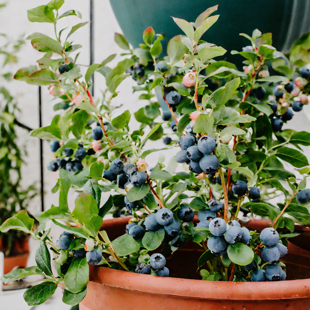 Sweet High BUSH Northern BLUEBERRY Heirloom NON-GMO USA SELLER!