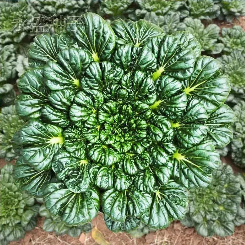 WuTat Choy: Vitamin dish