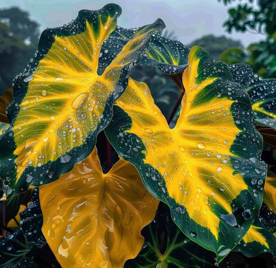 🌈 Giant Caladium Bulbs 🎊The color wizard that creates a dream garden 🌿✨