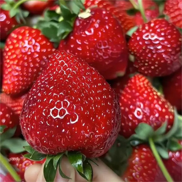 🍓Black Pearl Strawberry Seeds