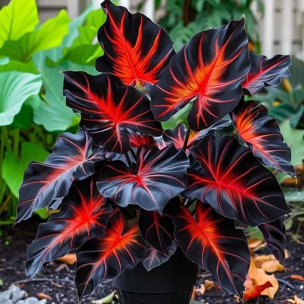 🌈 Giant Caladium Bulbs 🎊The color wizard that creates a dream garden 🌿✨