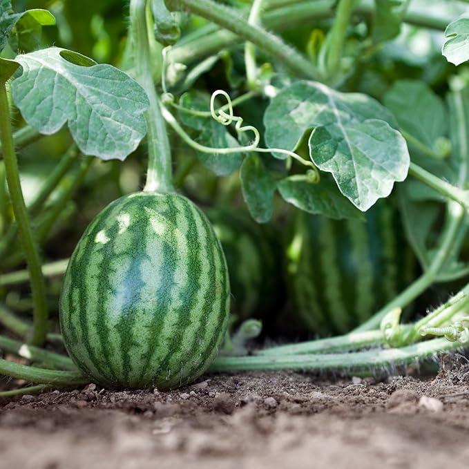 🔥⏰Last Day 70%OFF - 🍉Lazy Man's Watermelon Seeds