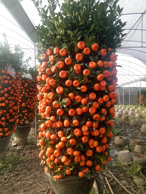 🍊Red Tangerine Seeds-Sweet. Juicy. Abundant Harvests