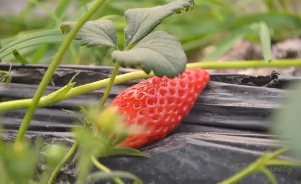 🍓Chili Strawberry Seeds – Easy Growing. Sweet Harvests