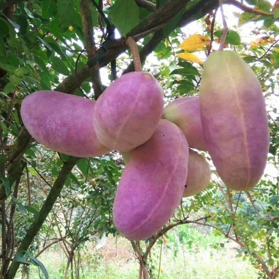 August Melon Fruit Seeds