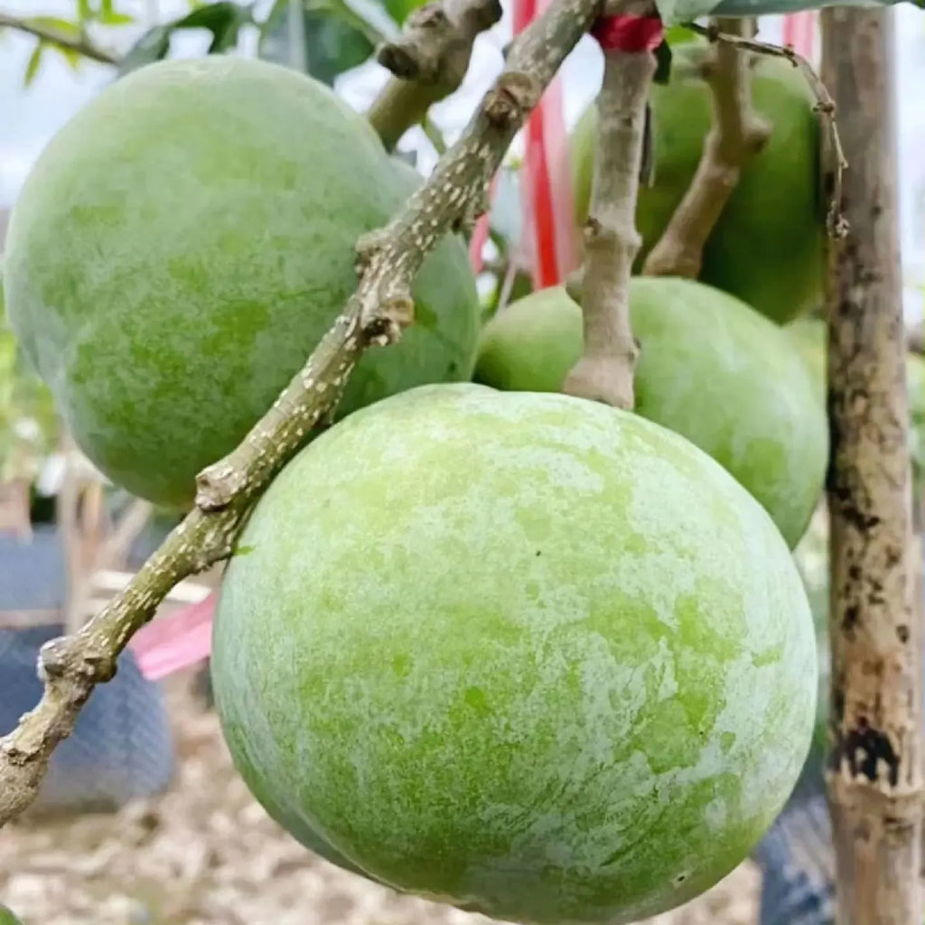 🍨 Ice Cream Fruit – White Persimmon 🍃Seeds
