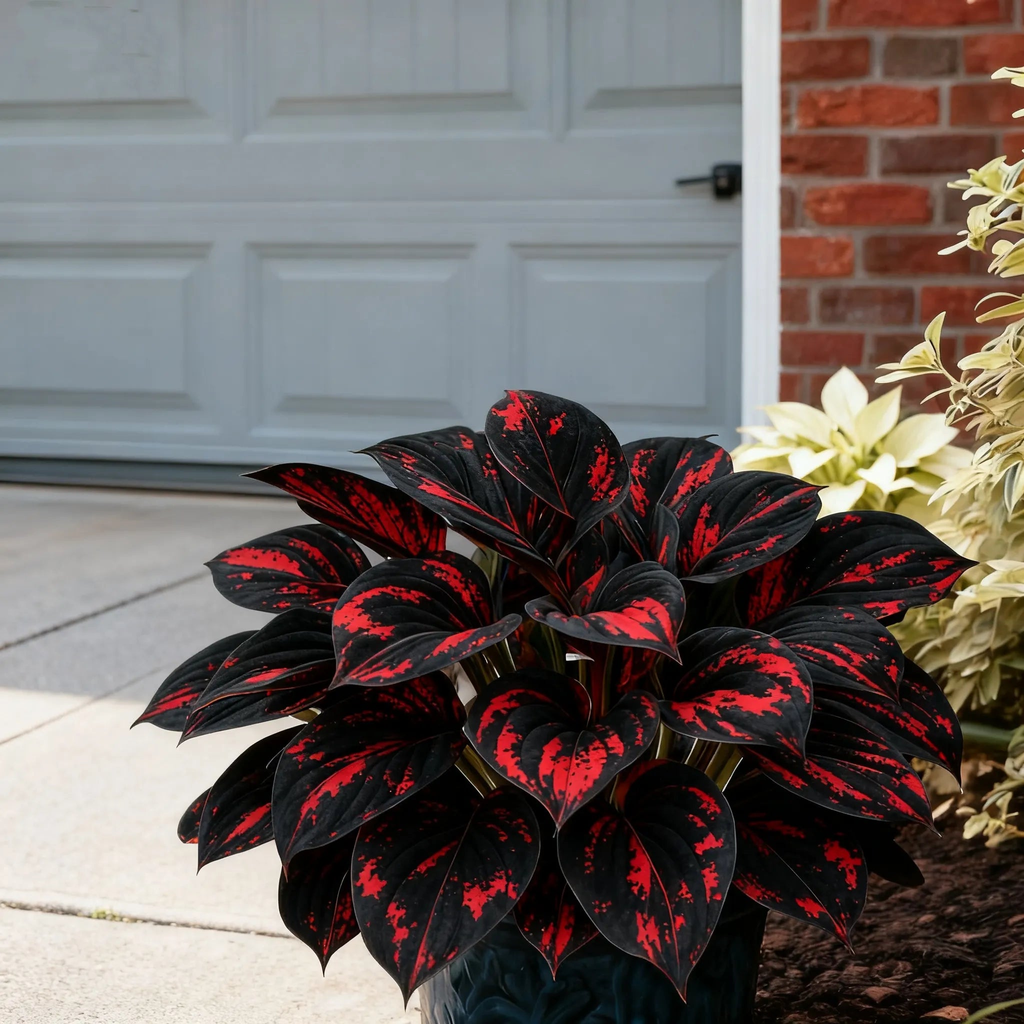 🔥Celebrate America's 250th 🌱Premium Rare Hosta Seeds🌿Shade-Tolerant Plant