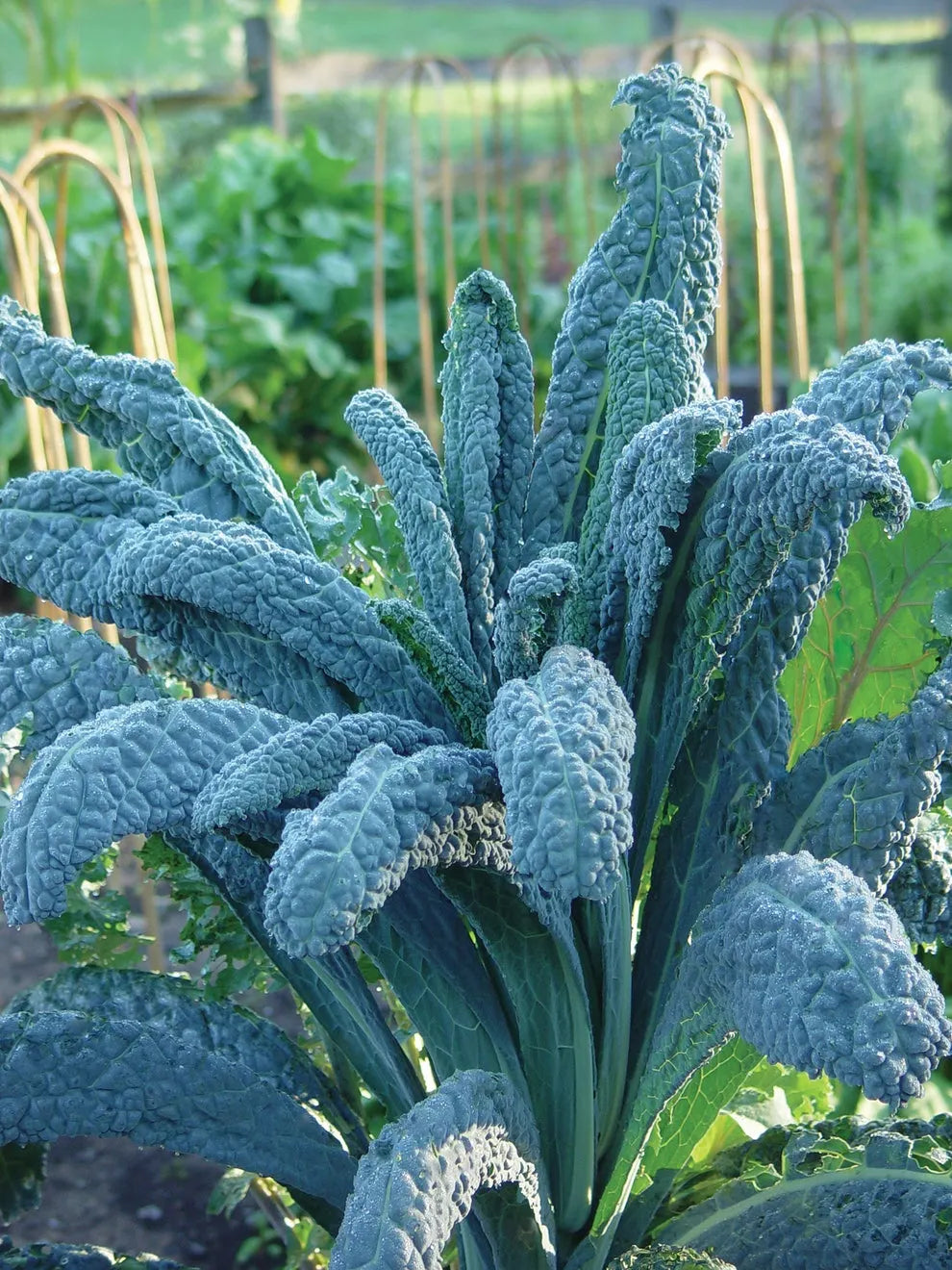Kale Seeds