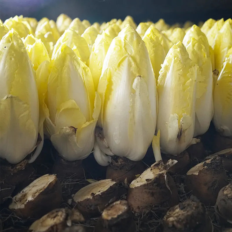 Golden Magnolia Seeds—The Prince of European Vegetables