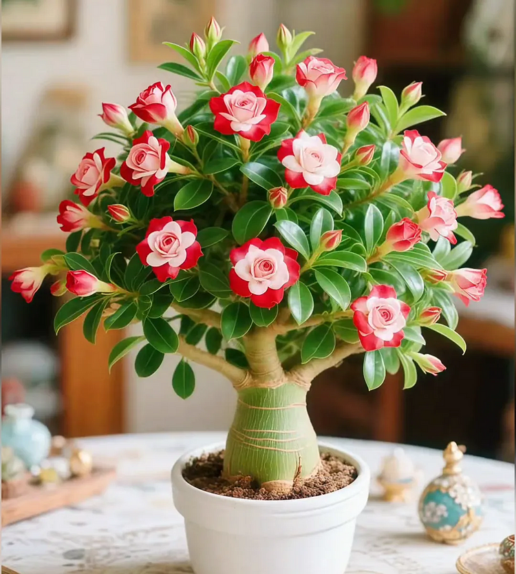 🇺🇸 Celebrate America's 250th – Red. White & Blue Desert Rose (Adenium) Seedlings